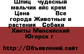 Шпиц - чудесный мальчик айс-крем › Цена ­ 20 000 - Все города Животные и растения » Собаки   . Ханты-Мансийский,Югорск г.